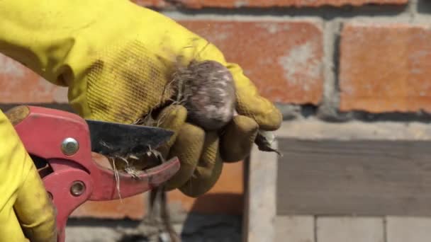 Vegetariano Vegetarianismo Verduras Trabajo Agrícola Campesino Poda Las Raíces Las — Vídeo de stock