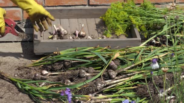 Veganistisch Veganistisch Groenten Landbouwwerk Een Landarbeider Snoeit Wortels Knoflookbladeren Met — Stockvideo