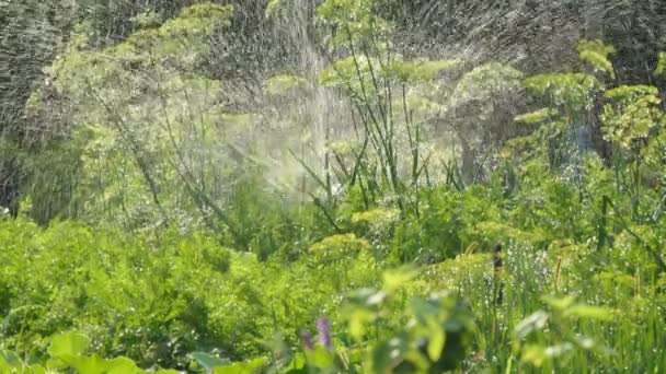 Vegane Zeleninové Zavlažování Umělé Zavlažování Zavlažování Zeleniny Farmě Přiblížení — Stock video