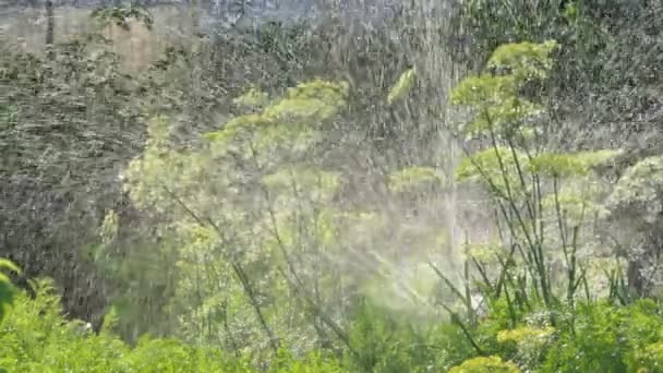 冰岛人 蔬菜浇灌 农场人工灌溉和浇灌蔬菜 — 图库视频影像