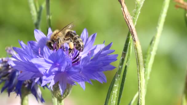 꿀벌은 꽃가루를 모은다 뒷다리에는 꽃가루를 운반하기 바구니가 보인다 — 비디오