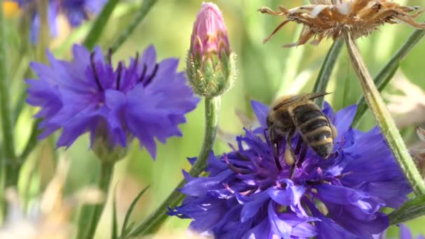 Abeja Cariño Abeja Recoge Polen Sus Patas Traseras Hay Cestas — Vídeos de Stock