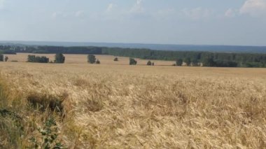 Vegan, mısır gevreği, ekmek. Çavdar tarlasında rüzgardan sallanan olgun kulaklar. Sibirya.
