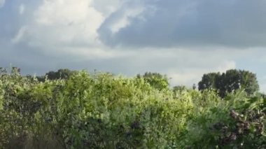 Vahşi çayır. Otlakta çiçek açan bitkiler rüzgarda sallanarak gökyüzüne ve bulutlara karşı. Sibirya.