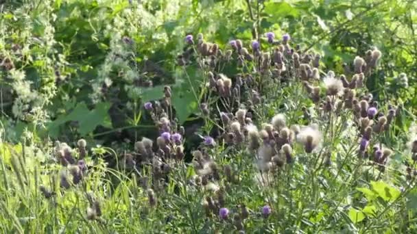 Wilde Weide Bloeiende Planten Weide Zwaaien Wind Siberië — Stockvideo