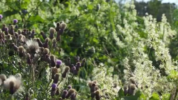 Une Prairie Sauvage Plantes Fleurs Dans Prairie Oscillant Dans Vent — Video