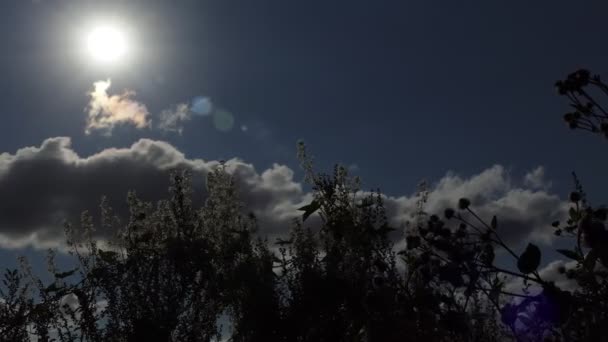 Sol Moldura Plantas Floridas Selvagens Prado Balançando Vento Contra Céu — Vídeo de Stock