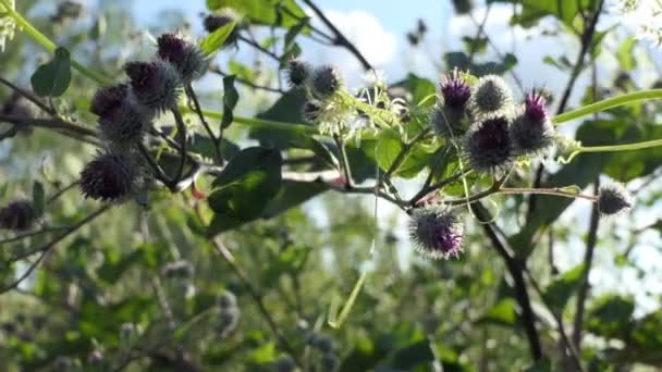 Vahşi Çayır Çayırda Çiçek Açan Bitkiler Rüzgarda Sallanarak Mavi Gökyüzüne — Stok video
