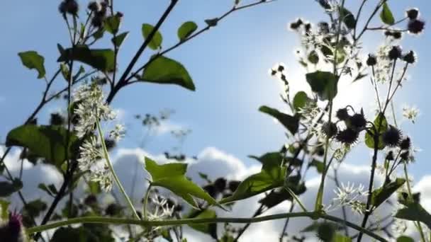 Ήλιος Στο Κάδρο Άγρια Ανθισμένα Φυτά Στο Λιβάδι Ταλαντεύονται Στον — Αρχείο Βίντεο