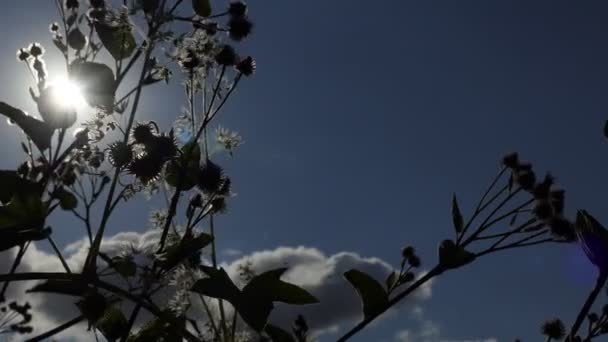 フレーム内の太陽 牧草地の野生の開花植物は空 太陽と雲に対して風に揺れる バックライトだ シベリア — ストック動画