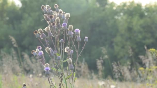 植物だ タンポポの雑草が緑のフィールドに対して風に揺れる 閉じろ — ストック動画