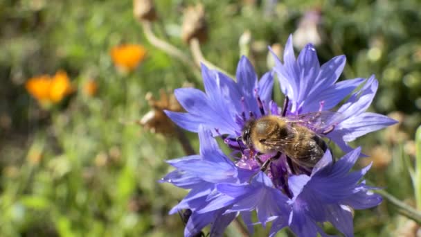 蜜蜂从在花园里迎风摇曳的花朵中采集花蜜 — 图库视频影像