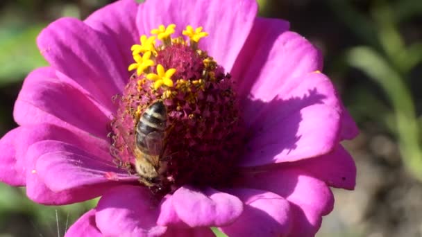 Ape Tesoro Macro Ape Raccoglie Nettare Fiore Che Ondeggia Nel — Video Stock