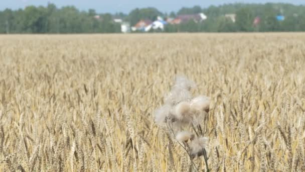 Plantas Vegano Hierba Diente León Balanceándose Viento Contra Campo Trigo — Vídeos de Stock