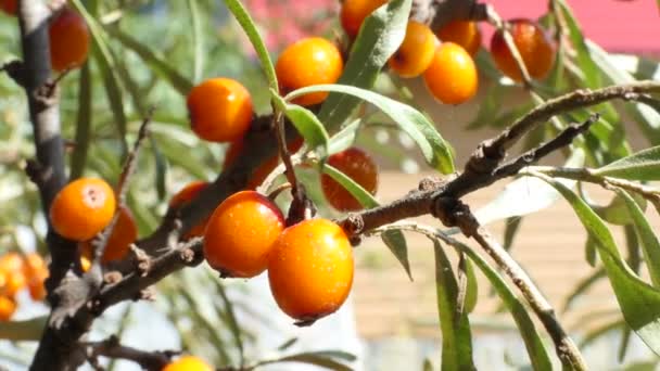 Vegetarianism Berry Ripe Sea Buckthorn Fruit Branch Close Zooming — Stock Video