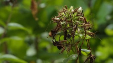 Bitkiler. Kurumuş sonbahar çiçekleri rüzgarda sallanıyor. Yakın plan..