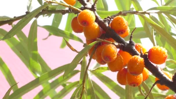 Vegetarianism Berry Ripe Sea Buckthorn Fruit Branch Close — Stock Video