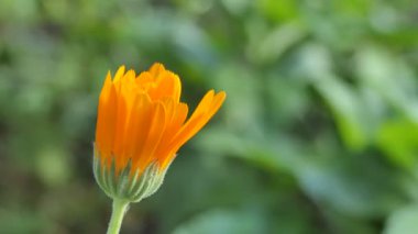 Bitkiler. Çiçek rüzgarda sallanıyor. Yakın çekim, Bokeh..