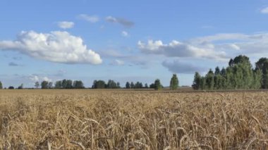 Vejetaryenlik, mısır gevreği. Gökyüzü ve bulutların arka planında buğday tarlası.