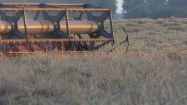 Buğday hasadı. Hasat makinası tarlada buğday mahsulünü topluyor..