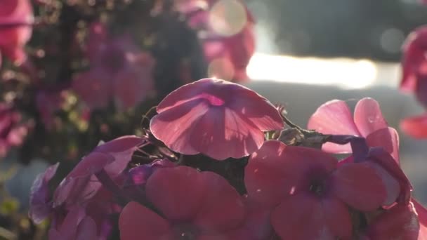 九月的太阳下 弗洛克斯的花朵 特写镜头拍摄 — 图库视频影像