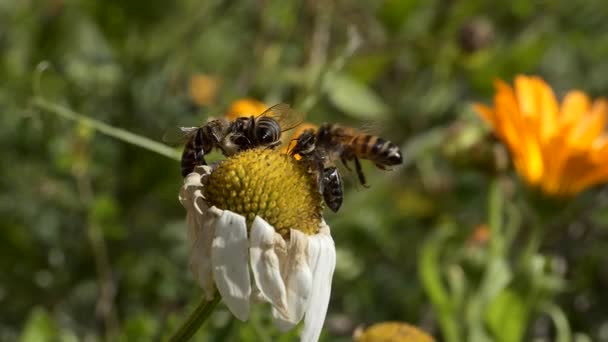 Insetti Macro Settembre Due Tipi Api Miele Provano Raccogliere Polline — Video Stock