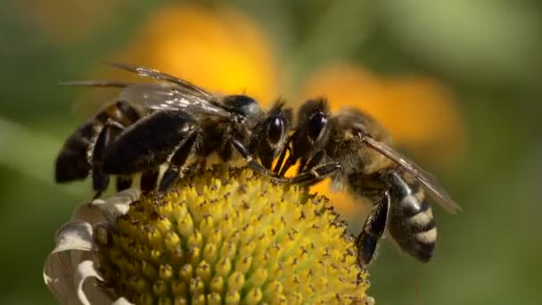 マクロ ミツバチの2つのタイプは 乾燥カモミールから花粉を収集しようとします — ストック動画