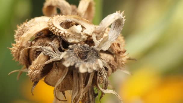 Plantes Automne Des Gousses Sèches Fleurs Balancent Dans Vent Macro — Video