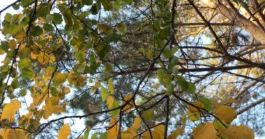 Sonbahar, Eylül. Sonbahar yapraklı ağaç dalları. Kameranın hızlı bir dönüşü.