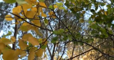 Sonbahar, Eylül. Sonbahar yapraklı ağaç dalları. Kameranın hızlı bir dönüşü.