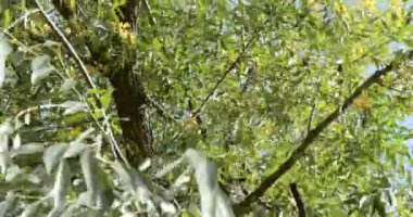 Çevre, sonbahar. Güçlü bir rüzgar söğüt dallarını sallıyor. Kamera döndürme, yakınlaştırma.