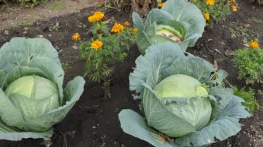Vejetaryenlik, sebzeler. Lahana bahçede olgunlaşmış. Yakın çekim - çekim.