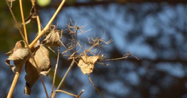 Mevsimler, sonbahar. Kuru bitkiler rüzgarda sallanıyor. Yakın çekim. Epeydir.