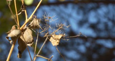 Mevsimler, sonbahar. Kuru bitkiler rüzgarda sallanıyor. Yakınlaştırıyorum. Yakın çekim. Epeydir.