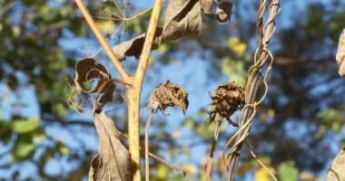 Mevsimler, sonbahar. Kuru bitkiler rüzgarda sallanıyor. Yakınlaştırıyorum. Yakın çekim. Epeydir.