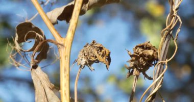 Mevsimler, sonbahar. Kuru bitkiler rüzgarda sallanıyor. Yakın çekim. Epeydir.