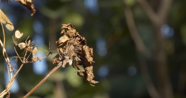 Jahreszeiten Herbst Trockene Pflanzen Wiegen Sich Wind Nahaufnahme Von Dreharbeiten — Stockvideo