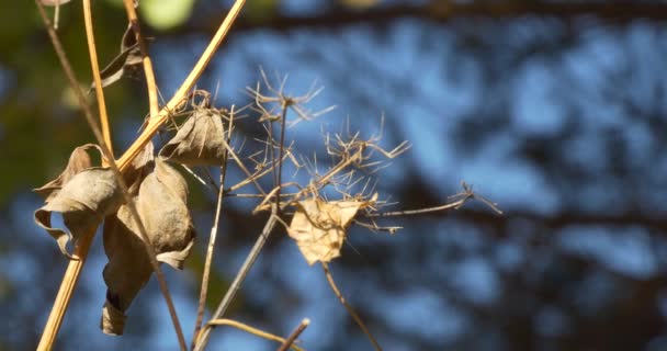 Jahreszeiten Herbst Trockene Pflanzen Wiegen Sich Wind Zoomen Nahaufnahme Von — Stockvideo