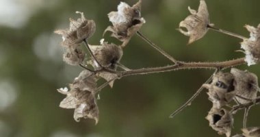 Mevsimler, sonbahar. Kuru çiçekler rüzgarda sallanıyor. Yakın çekim - çekim.