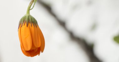 Bitkiler. Çiçek rüzgarda sallanıyor. Yakın çekim, Bokeh..