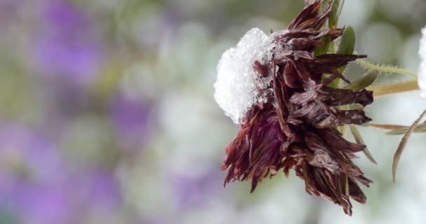 Εποχές Φθινόπωρο Πρώτο Χιόνι Βρίσκεται Στα Αποξηραμένα Φθινοπωρινά Λουλούδια Κοντινό — Αρχείο Βίντεο