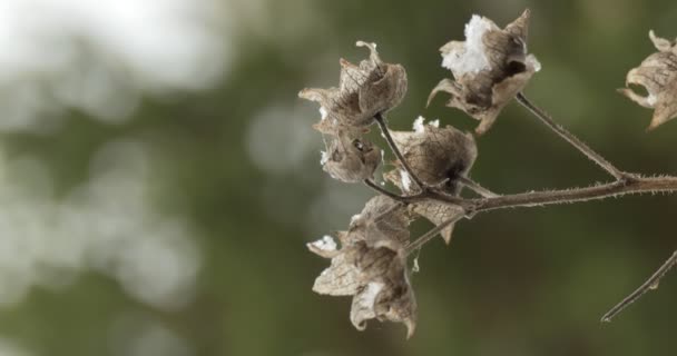 Jahreszeiten Herbst Trockene Blüten Wiegen Sich Wind Nahaufnahme Vom Schießen — Stockvideo