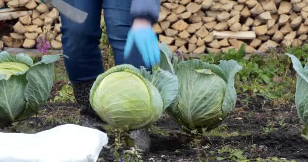 Vegetarianismo Colheita Trabalhador Agrícola Usa Facão Para Cortar Garfos Repolho — Vídeo de Stock