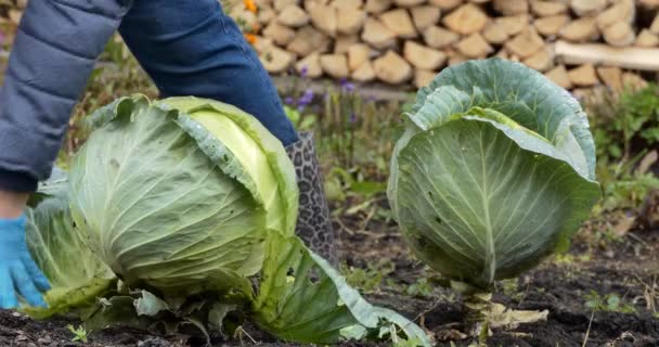 Vejetaryenlik Hasat Bir Çiftlik Işçisi Lahana Çatallarını Depoya Koymadan Önce — Stok video