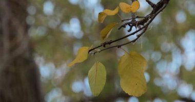 Mevsimler, Autumn. Sonbahar yaprakları rüzgardan gelen bir ağaç dalında sallanır. Kapatın. Ekim.