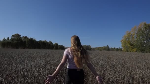 若い女性が手で耳に触れる小麦畑を歩いている スローモーション 閉じる 撮影を開く — ストック動画