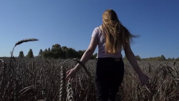 Жінка Молода Жінка Проходить Через Пшеничне Поле Торкаючись Вух Руками — стокове відео