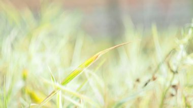 Mevsimler, Ekim. Sonbahar otları rüzgarda sallanıyor. Yakın çekim, Bokeh..