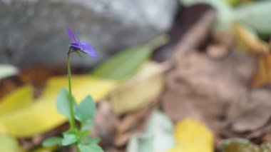 Bitkiler. Unutma beni çiçeği düşen sonbahar yaprakları arasında rüzgarda sallanıyor. Yakın çekim..