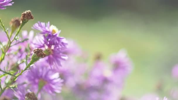 10月 風に揺れる庭の秋の花 閉じる 撮影を開く — ストック動画